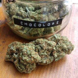 Chocolope strain
