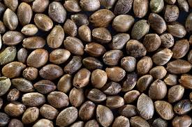 Cannabis Seeds